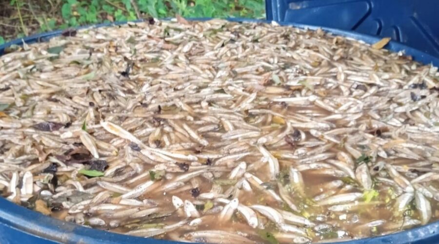 PM Ambiental apreende uma tonelada de manjuba clandestina em condições insalubres no interior de SP