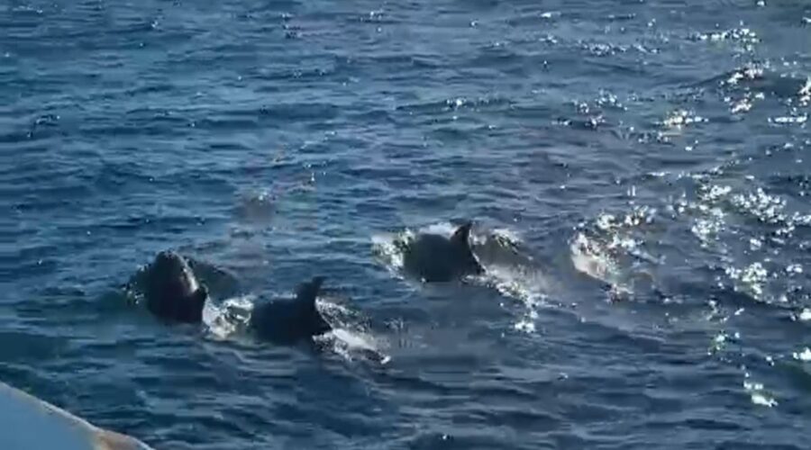 Golfinhos surpreendem e acompanham barco de pescadores no litoral de SP; VÍDEO