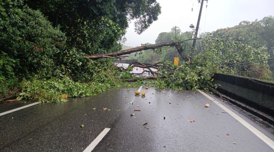 Queda de árvore na Anchieta causa congestionamento; VEJA