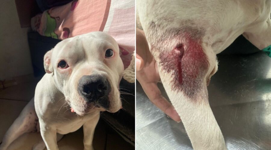 Cadela escapa de casa e é baleada por guarda municipal em SP; VÍDEO