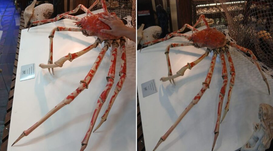 Quer ver o maior caranguejo do mundo? Está em Santos e tem patas gigantes