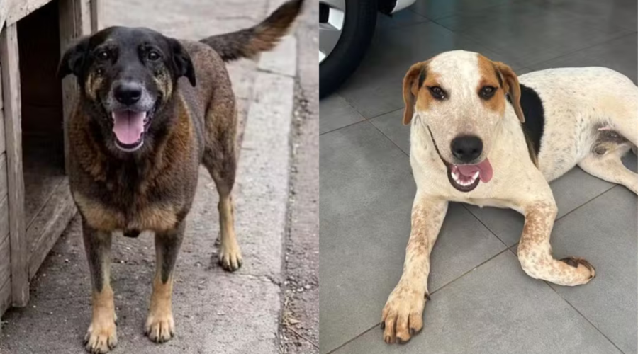 Santos cria cadastro de maus-tratos e veta adoção de animais por infratores