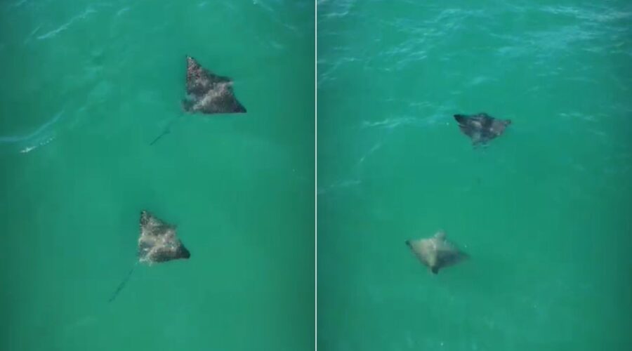Raias-chita surpreendem surfistas no litoral de SP; VÍDEO
