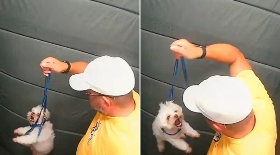 Guarda que agrediu cachorro em elevador falta a interrogatório; entenda o que acontece