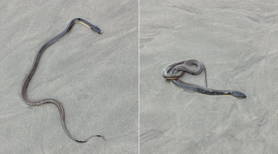 Morador flagra cobra‑d’água na faixa de areia de praia no litoral de SP; VÍDEO