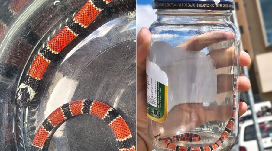 Pai e filho são hospitalizados após picadas de coral-verdadeira no litoral de SP; VÍDEO