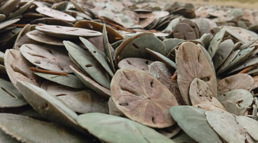 Milhares de bolachas-do-mar aparecem mortas em praia no litoral de SP; VÍDEO