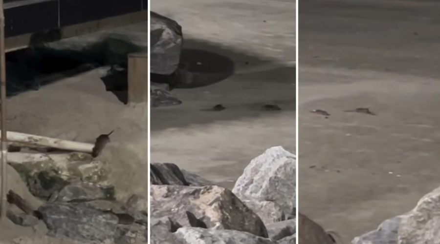 Vídeo mostra ratos na faixa de areia de praia no litoral de SP; VEJA