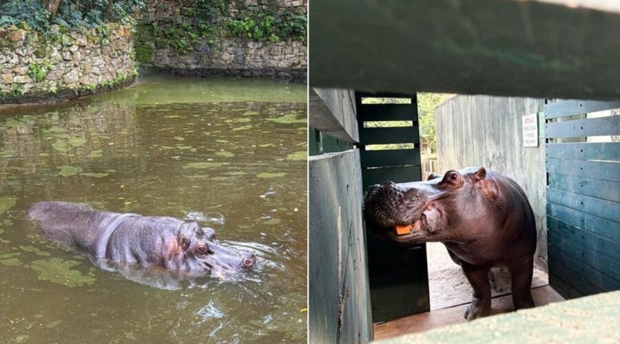 Hipopótamo Ramon se despede do litoral após 22 anos e é transferido para Zoológico de SP; VÍDEO