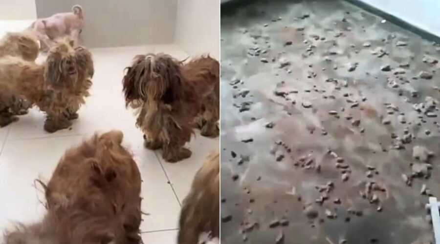 Cachorros da raça shih tzu são resgatados em situação de abandono e maus-tratos; VÍDEO