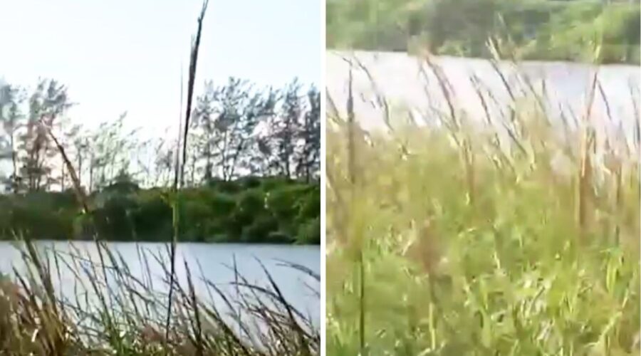 Ossada humana é encontrada em mangue no litoral de SP; polícia investiga morte suspeita