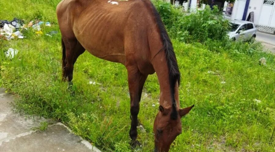 Praia Grande passa a oferecer serviço gratuito para remoção de animais de grande porte em vias públicas