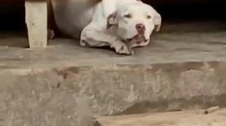 Seis pit bulls são abandonados sem comida em casa no litoral de SP, diz protetora; VÍDEO