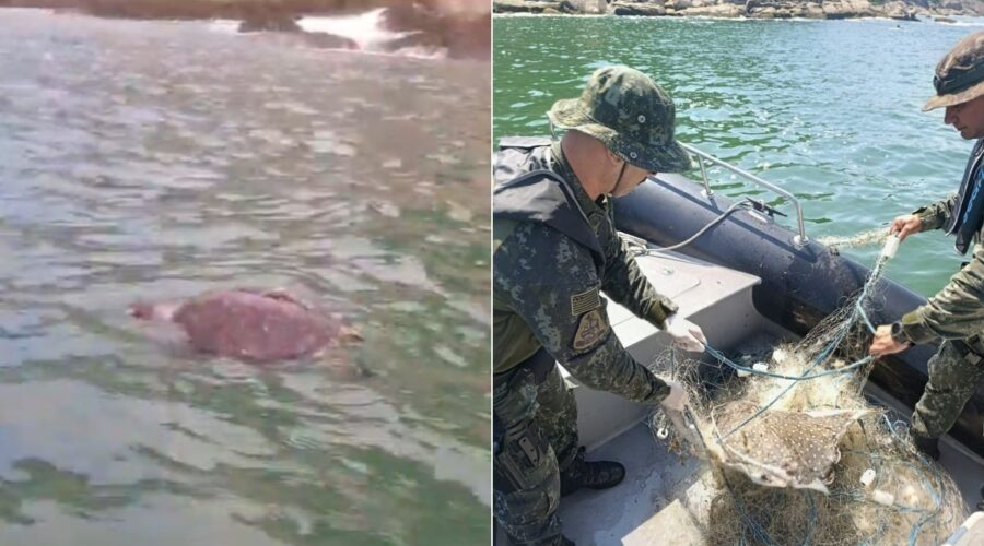 Quatro tartarugas e uma raia são encontradas mortas em rede de pesca de 100 metros no mar em SP; VÍDEO