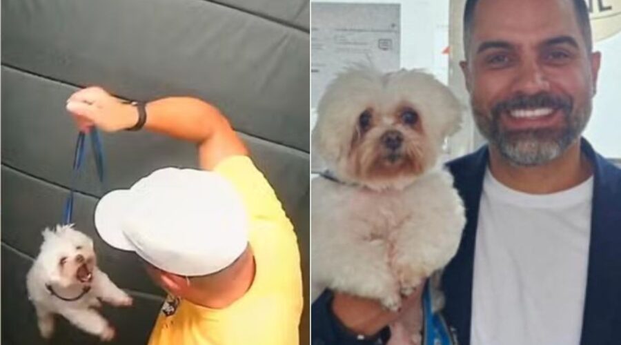 Cachorro agredido dentro de elevador é devolvido para tutor após quase um mês; entenda