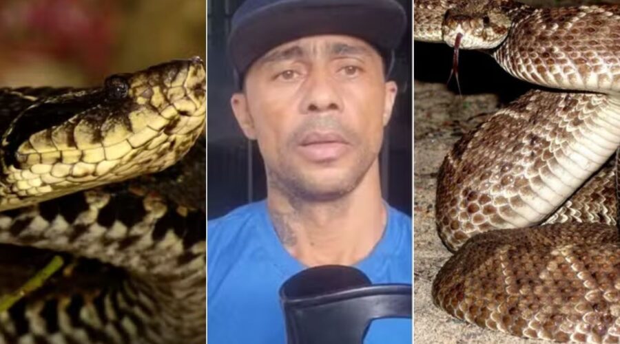 Cobra jararacuçu foi confundida com cascavel e homem tomou soro errado; veja como identificar cada espécie