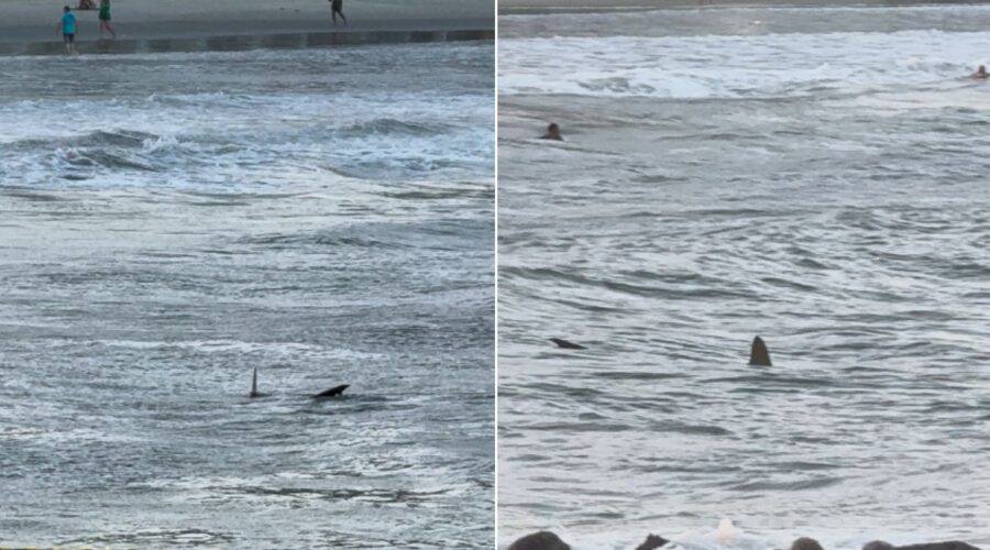 Empresário filmou tubarão próximo a crianças após passar horas surfando na praia de SP; VÍDEO