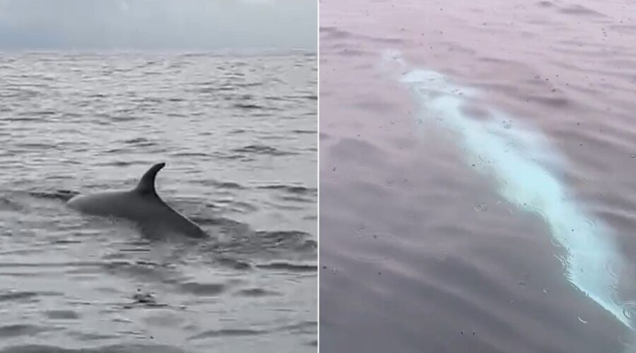 Baleia surpreende pescadores ao nadar ao lado de barco na Baía de Santos, SP; VÍDEO