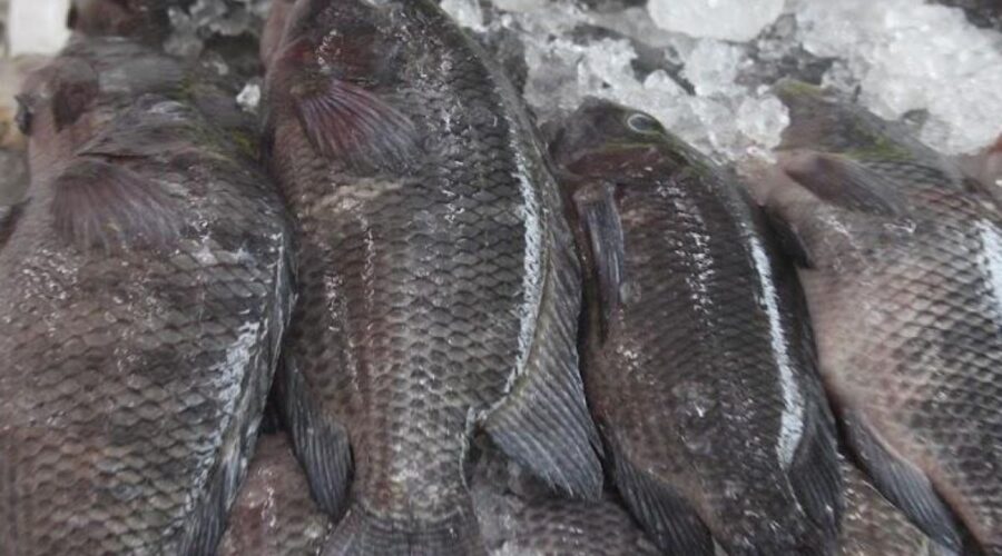 Santos realiza Campanha do Pescado e terá 12 pontos de venda nesta Sexta-feira Santa; veja