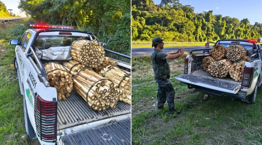 PM Ambiental apreende 330 hastes de palmito no interior de SP; homem é multado em R$ 198 mil