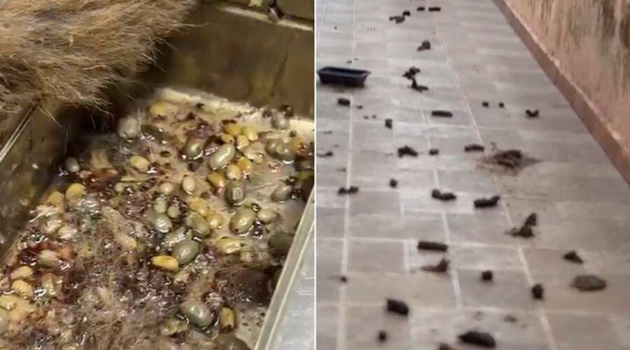 Quatro cachorros são resgatados após viverem em meio a fezes, urina e larvas no litoral de SP; VÍDEO