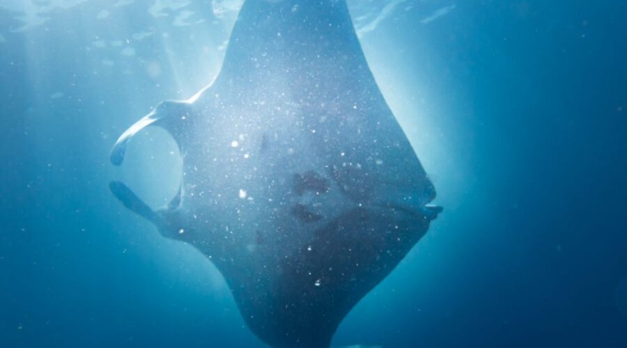 Maior espécie de raia do mundo é batizada de ‘Moana’ após ser vista no litoral de SP; VEJA