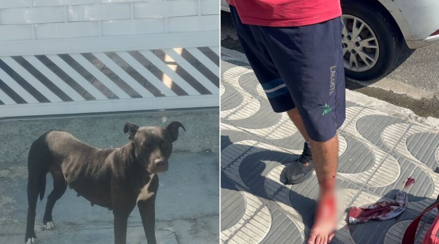 Pitbull abandonado ataca e deixa ao menos dois feridos no litoral de SP