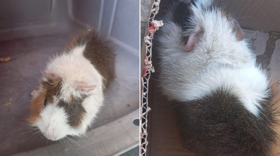 Porquinha-da-índia grávida é salva após ser jogada no lixo em SP