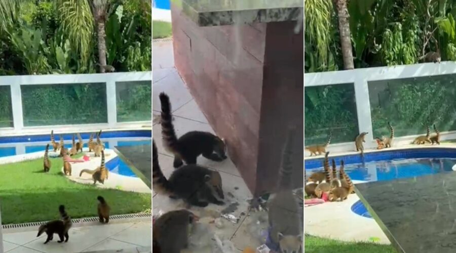 Bando de quatis 'invade' casa de veraneio, pula na piscina e surpreende turistas; VÍDEO