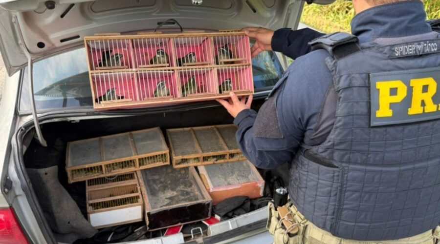Dupla é presa com mais de 100 aves silvestres no porta-malas de carro em SP