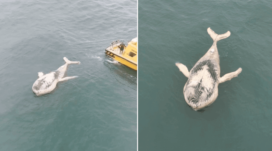 Baleia-jubarte é encontrada morta e boiando ao lado de navio no litoral de São Paulo; VÍDEO