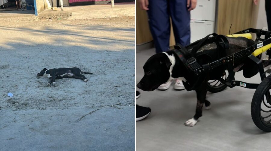 Cachorro fica paraplégico após ser atropelado e abandonado no meio da rua em SP
