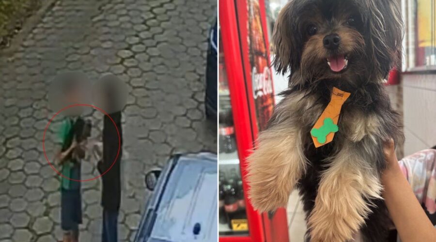 Vídeo mostra cachorro sendo levado de garagem de casa no litoral de SP; tutora procura animal