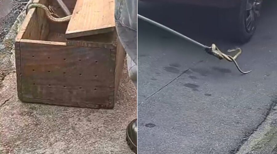 Vídeo mostra jararaca embaixo de carro em SP e bombeiros retirando cobra venenosa