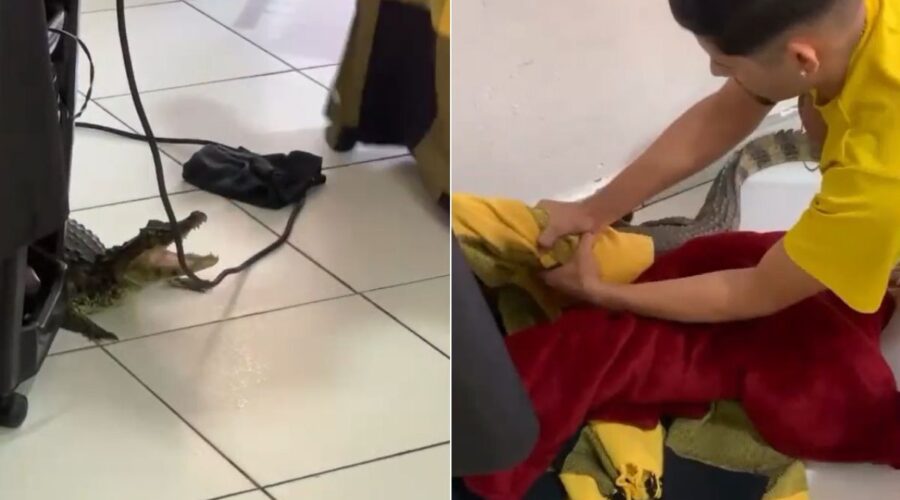 Jacaré 'invade' salão de beleza, assusta clientes e é capturado por morador no litoral de SP; VÍDEO