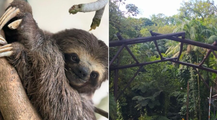 Preguiça atropelada é devolvida à natureza após cirurgia de amputação; VEJA