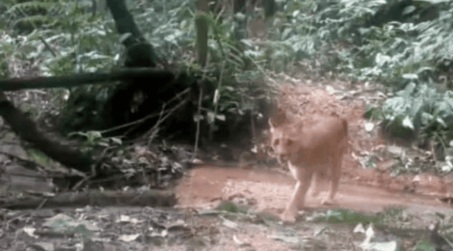 Onças-pardas são flagradas em área de mata no litoral de SP; VÍDEO