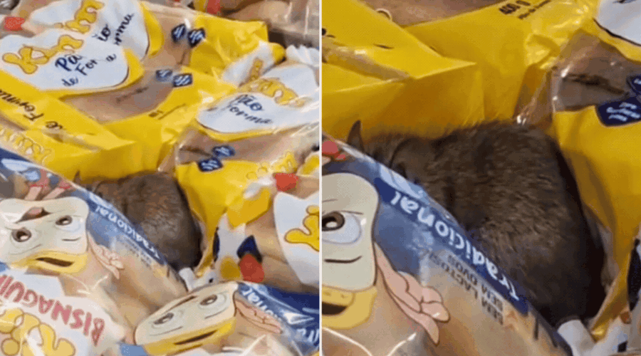 Rato é filmado sobre produtos em mercado no litoral de SP; VÍDEO