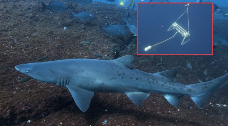 Estudo descobre reprodução de tubarão ameaçado de extinção em reserva marinha de SP; VÍDEO