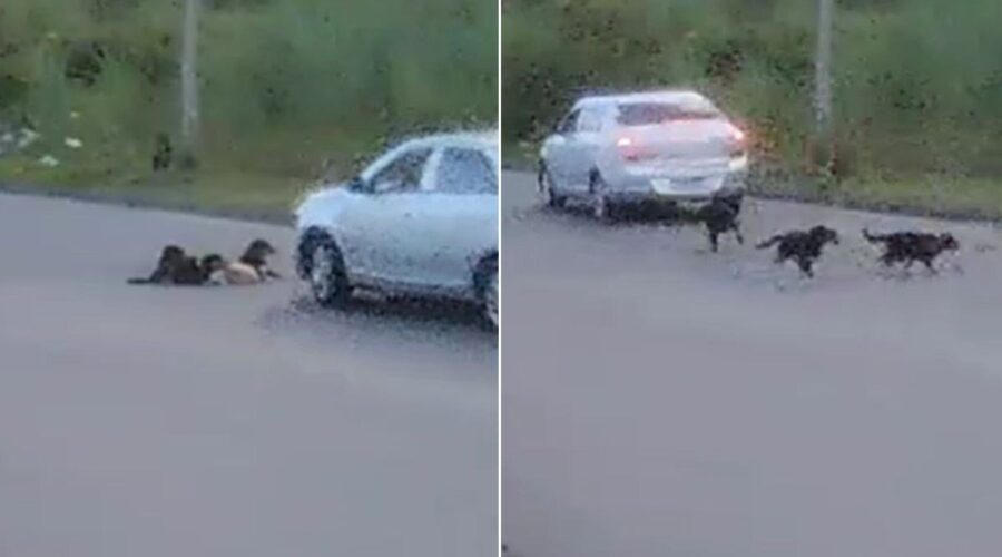 Vídeo mostra motorista atropelando cinco cães deitados em avenida no litoral de SP; VEJA