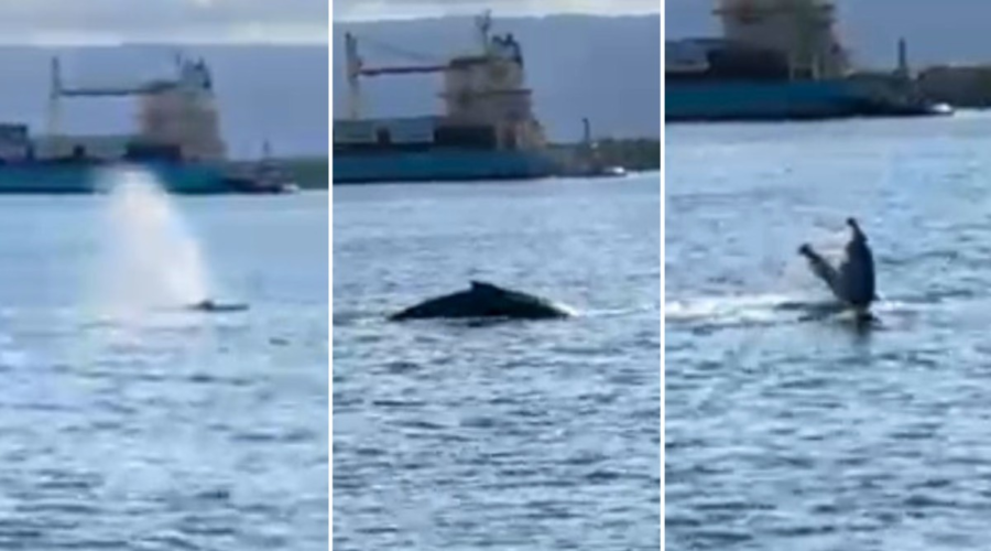 Baleia é avistada no canal do Porto de Santos e gera alerta de navegação