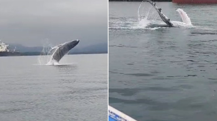 Filhote de baleia jubarte é flagrado saltando e dando ‘tchau’ no Porto de Santos; assista