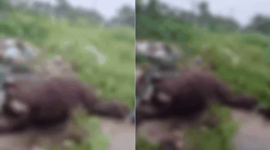 Égua prenha é encontrada morta em terreno baldio em São Vicente; VÍDEO