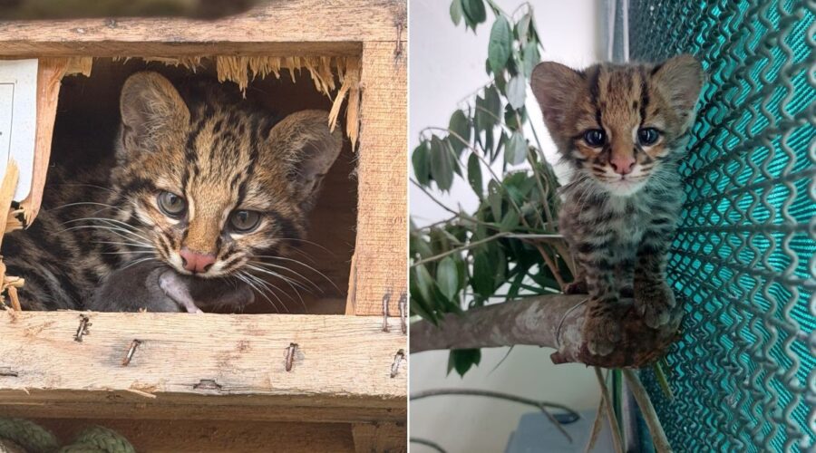 Filhote de gato-do-mato encontrada em galinheiro é reabilitada e volta à natureza