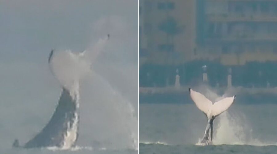 Baleia é avistada em Santos durante campeonato de surfe; VÍDEO