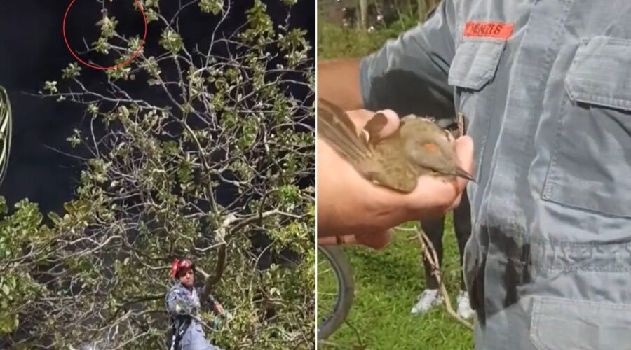 Bem-te-vi ou morcego? filhote de pássaro fica preso de ponta-cabeça em árvore; VÍDEO
