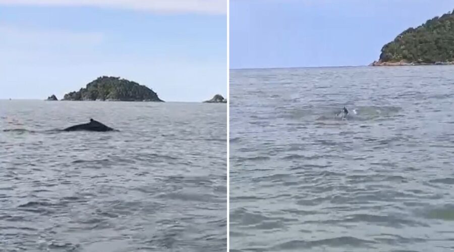 Marinheiro filma baleia-jubarte durante passeio de barco no litoral de SP: 'Grande surpresa'; VÍDEO