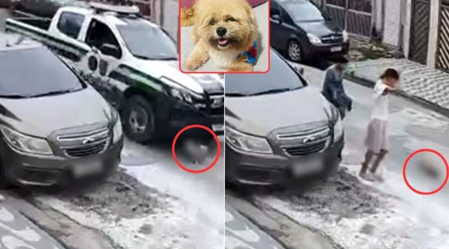 Cachorro morre após ser atropelado por viatura da GCM Ambiental; VÍDEO