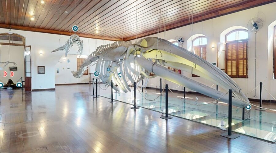 Museu de Pesca ganha visita virtual em 3D para explorar acervo em Santos