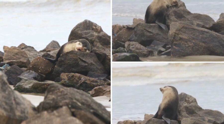 Lobo-marinho passa mais de 10 horas descansando em praia de SP após viagem migratória; VEJA